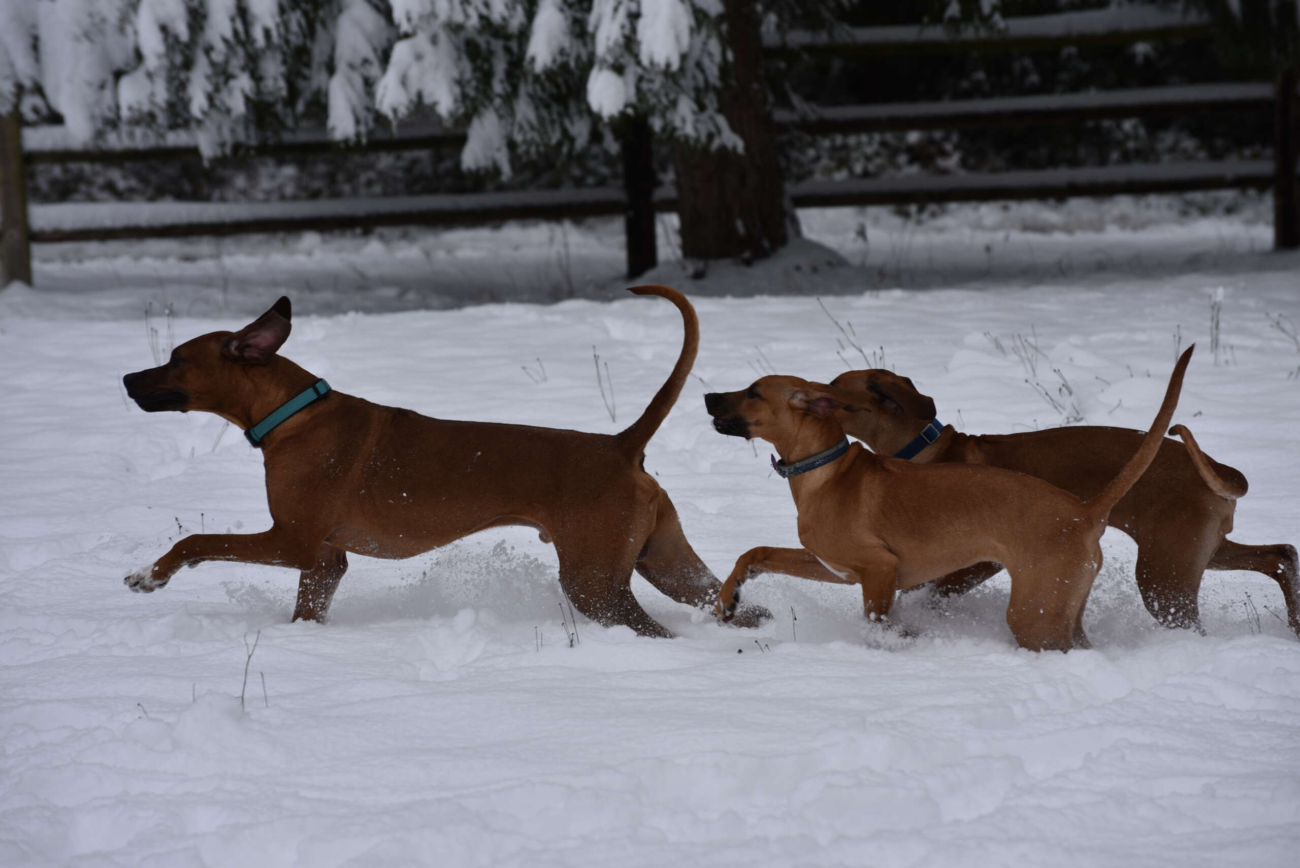 In the snow