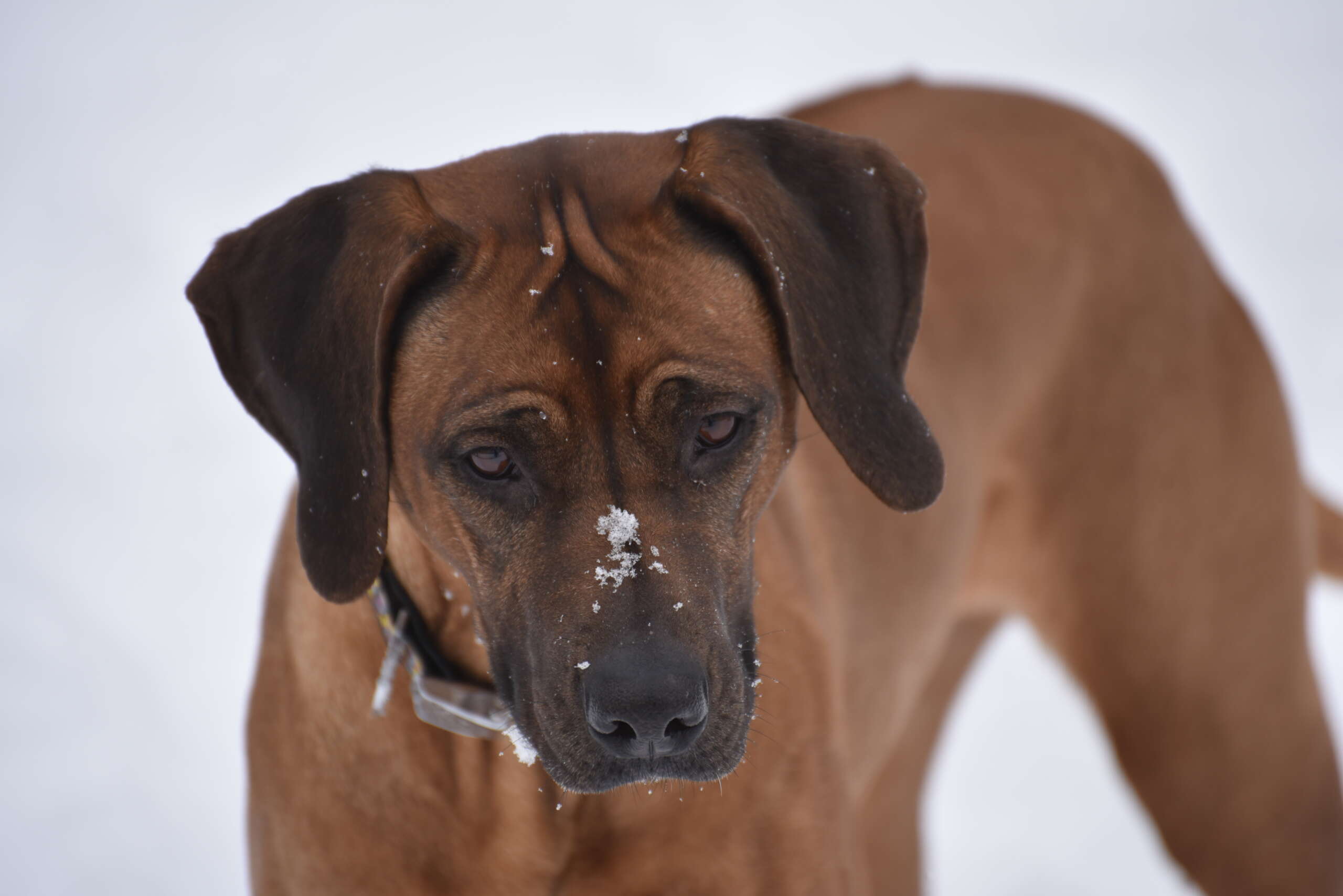 Storm in the snow